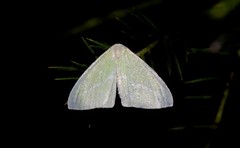 Iulops argocrana