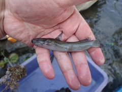 Tachysurus brevianalis