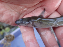 Tachysurus brevianalis