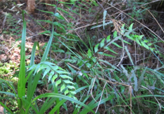 Asplenium polyodon image