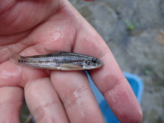 Microphysogobio alticorpus