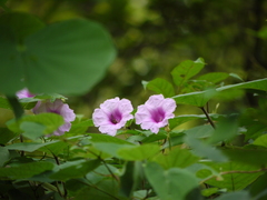 Ipomoea mauritiana