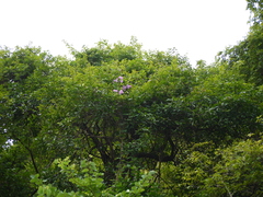 Ipomoea mauritiana