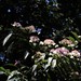 Hydrangea involucrata longifolia - Photo (c) 方伊琳(阿鈣), some rights reserved (CC BY-NC), uploaded by 方伊琳(阿鈣)