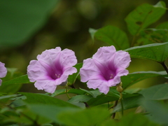Ipomoea mauritiana