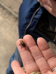 Andrena fulva