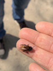 Andrena fulva