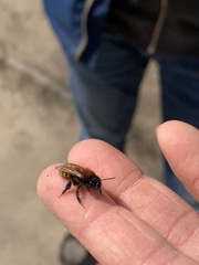 Andrena fulva