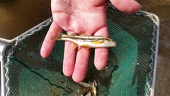 Telestes pleurobipunctatus