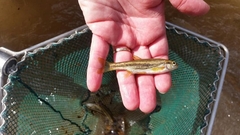 Telestes pleurobipunctatus