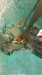 Telestes pleurobipunctatus