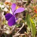 Viola ambigua - Photo (c) Еlena, μερικά δικαιώματα διατηρούνται (CC BY-NC), uploaded by Еlena