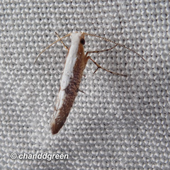 Argyresthia lata