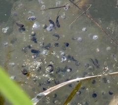 Bufo bufo