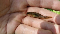 Economidichthys pygmaeus