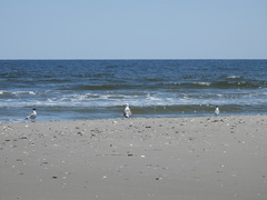 Larus argentatus × dominicanus