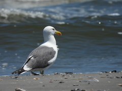Larus argentatus × dominicanus