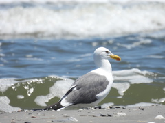 Larus argentatus × dominicanus