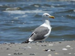 Larus argentatus × dominicanus