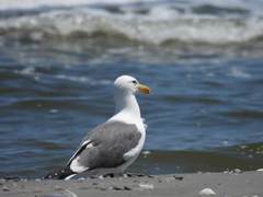 Larus argentatus × dominicanus