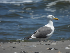 Larus argentatus × dominicanus