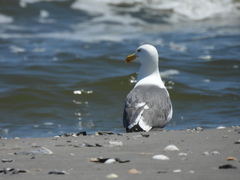 Larus argentatus × dominicanus