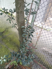 Magnoliopsida