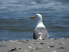 Larus argentatus × dominicanus