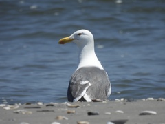 Larus argentatus × dominicanus