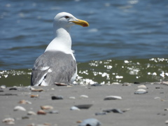 Larus argentatus × dominicanus