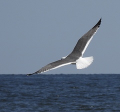 Larus argentatus × dominicanus