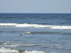 Larus argentatus × dominicanus