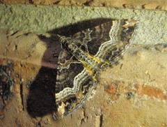 Chrysolarentia lucidulata