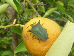 Biprorulus bibax