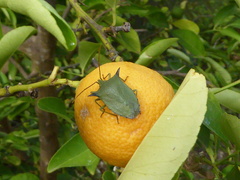 Biprorulus bibax