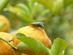 Biprorulus bibax