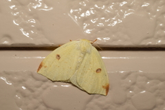 Topomesoides jonasii