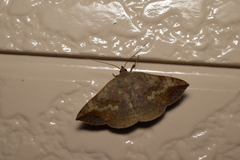 Blasticorhinus unduligera