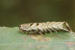 Melanchra