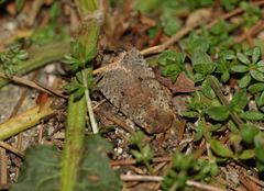 Conistra staudingeri
