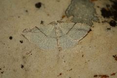 Adactylotis gesticularia