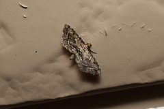 Sufetula sunidesalis