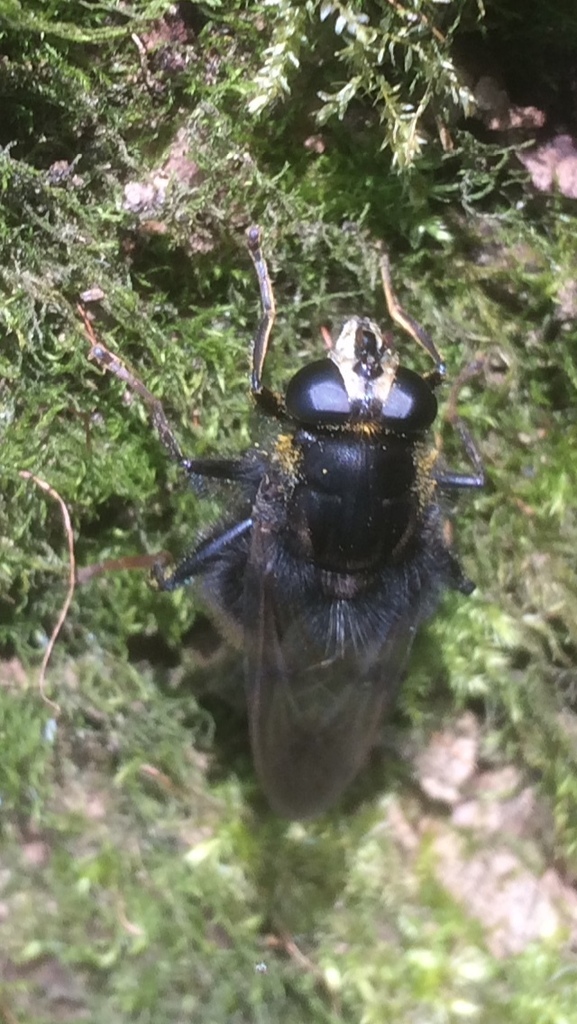Large Bear Hoverfly