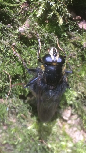 Large Bear Hoverfly