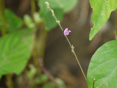 Teramnus labialis