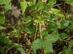 Teramnus labialis