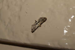 Sufetula sunidesalis