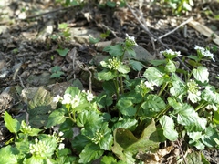 Pachyphragma macrophyllum