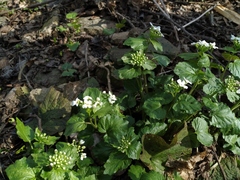 Pachyphragma macrophyllum