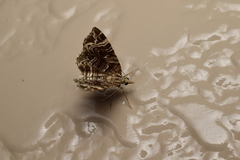 Lobogonodes multistriata